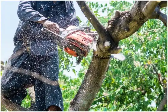 tree services Eagle Mountain